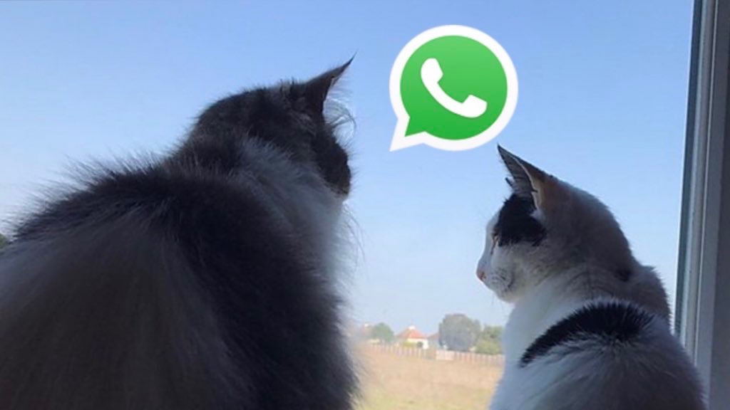 PeacefulPlace96's tweet photo. WhatsApp keeps Peaceful People connected during Lockdown #dementia #dementiaawarenessweek #essex #youngonsetdementia #lockdown #lockdown2020 #catonwindow #cattalking #CatsOfTheQuarantine #lockdowncats #whatsappcats #DementiaActionWeek https://t.co/LGgYK91GwZ