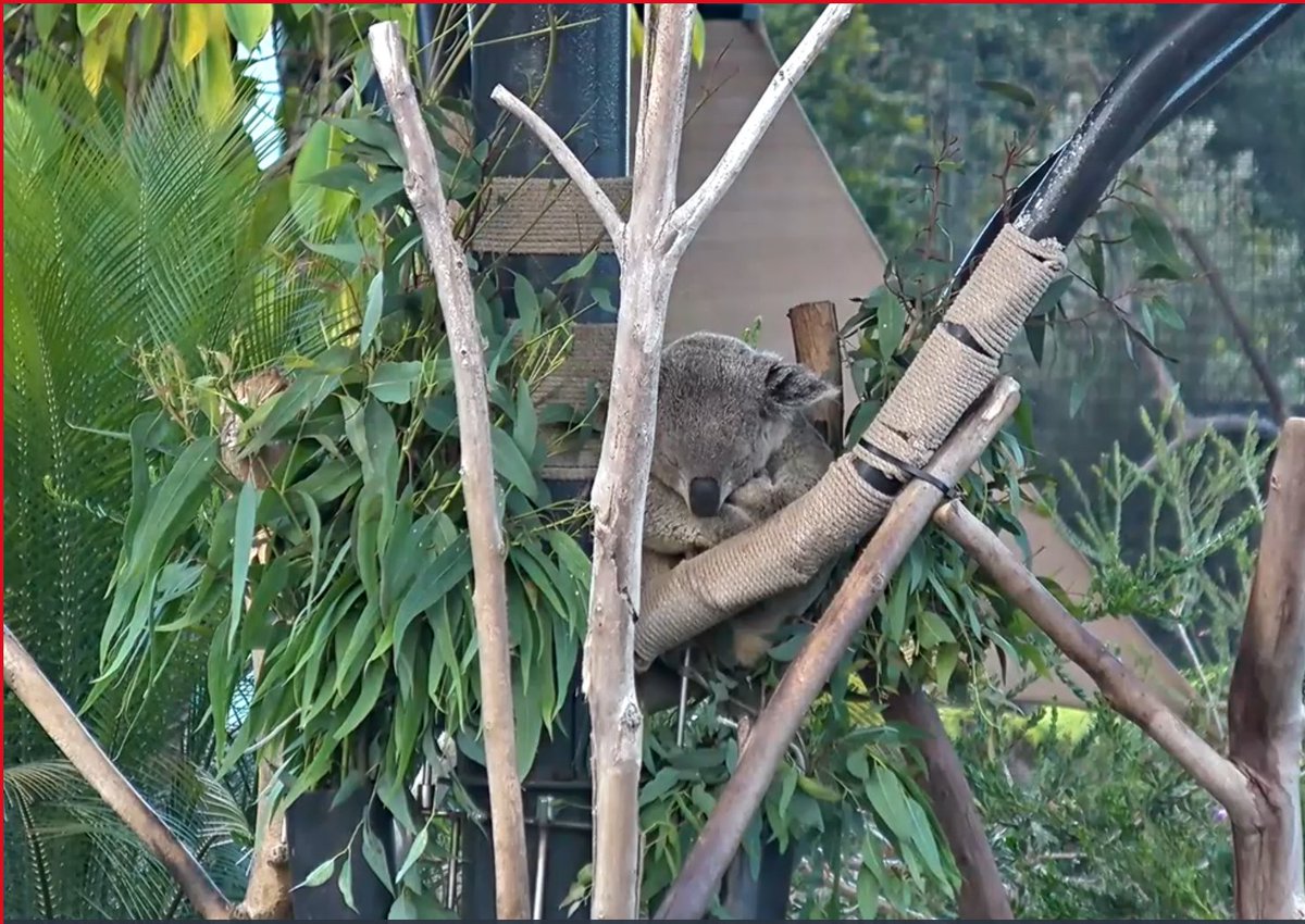 gr5heisey's tweet photo. #studentvoice named this week "Animalpalooza" for our morning meetings, so earlier this week visited Mrs. Heisey's barns.  This morning thanks to @sandeigozoo &amp; @NationalZoo we viewed lots of animals on their live cams! #FalconsConnect #5thavefalcons #StudentVoiceDay https://t.co/UOPp5ph2Lc