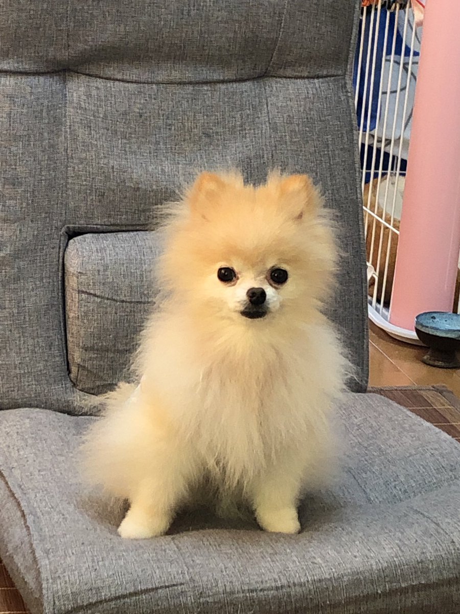 rin120chibi827's tweet photo. うちの愛犬🐶大好きだよチビ❤️
#愛犬の日 https://t.co/u2rqEIBsXB