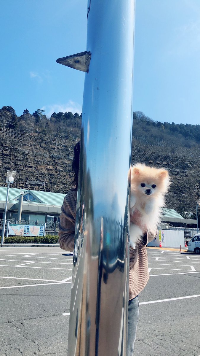 rin120chibi827's tweet photo. うちの愛犬🐶大好きだよチビ❤️
#愛犬の日 https://t.co/u2rqEIBsXB