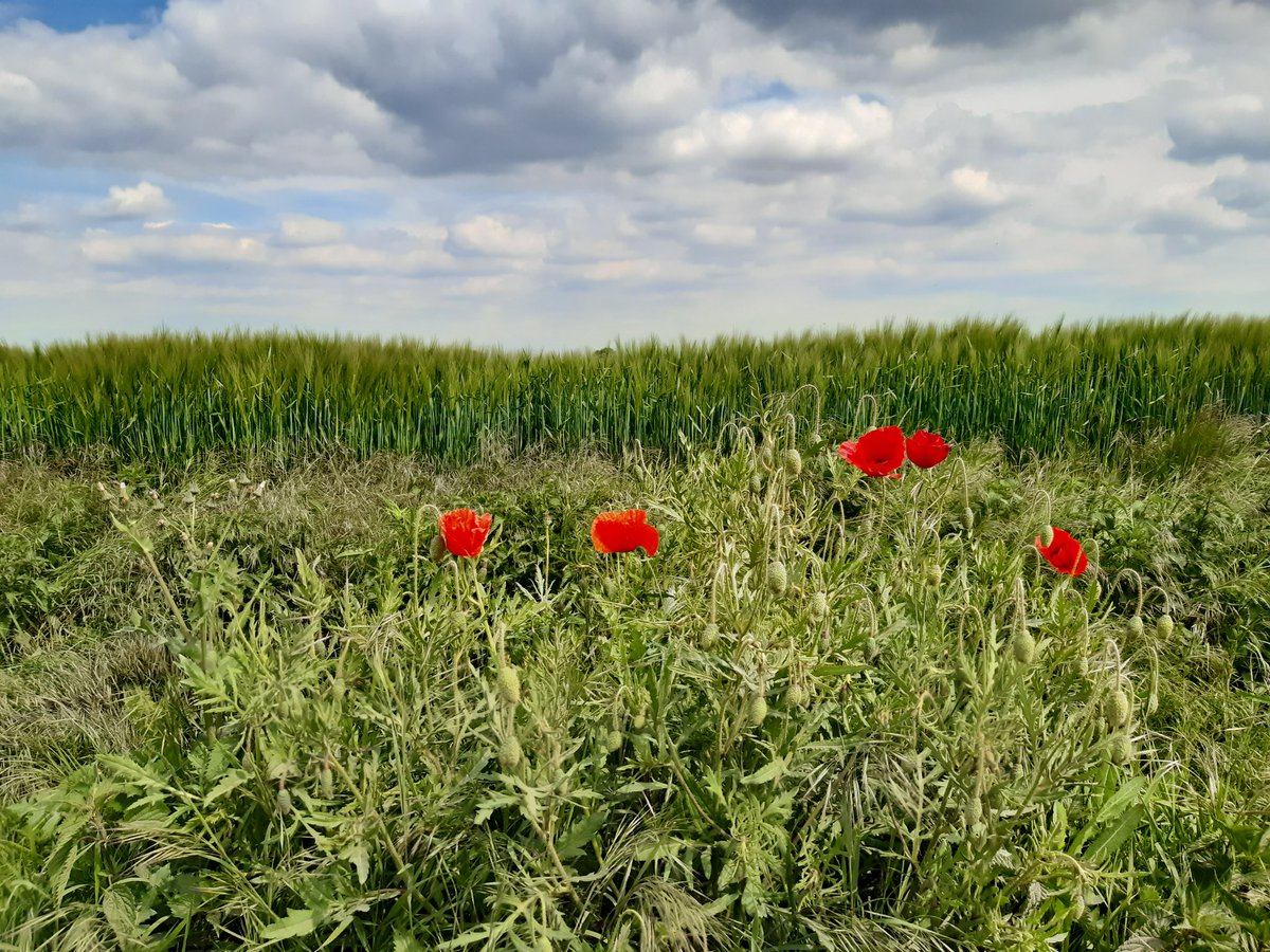 EichiX1's tweet photo. ,In Flanders Fields, the Poppies (übersetzt Mohn) grow...' singt ein Lied, dass die Toten des 1. Weltkrieges beweint. 
Diese hier stehen am #Hambi. Auch in #Mahnheim gibt's welche. Ich find die Parallele sehr schön. https://t.co/OW5bz4i4jB