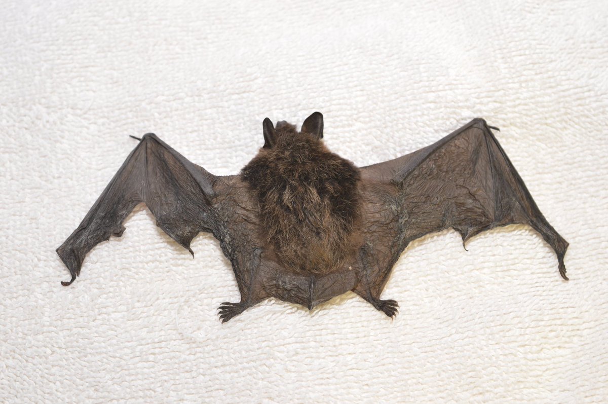 With the bats awake in the dead of winter with little access to food or water, it doesn't take long for them to become dehydrated, starved, & all too often, to dieColonies have been found 90 - 100% wiped out by WNS, & over 6 million bats have died since its discovery in '06 7/