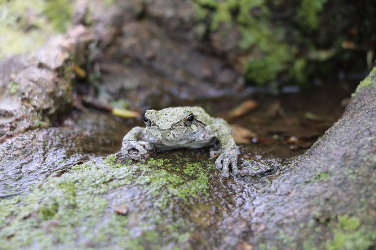 gorockford's tweet photo. Now that #spring has sprung, nature is just one big treasure hunt of wildlife to be seen! 🐦🐢🌳🌷 Our friends at @WinnebagoForest gave us an idea of what to see and when you can see them 🔎 #gorockford #815outside
https://t.co/XGwJS4WN1b https://t.co/7VRxptgBqc