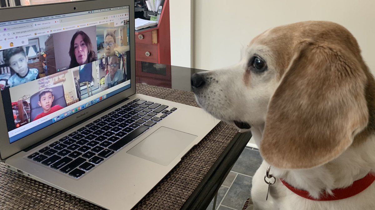 Today was a good day...a great day, I was able to see my friends in 3L during a Google Meet session. I miss my friends! <a href="/ValleyStreamWLB/">William L. Buck School</a> <a href="/KerriPieper/">Kerri Pieper</a> <a href="/SusanLeggett11/">Susan Leggett</a> <a href="/VS24District/">Valley Stream 24 School District</a> <a href="/DonSturz/">Don Sturz</a> #therapyanimals #lookfortheawesome