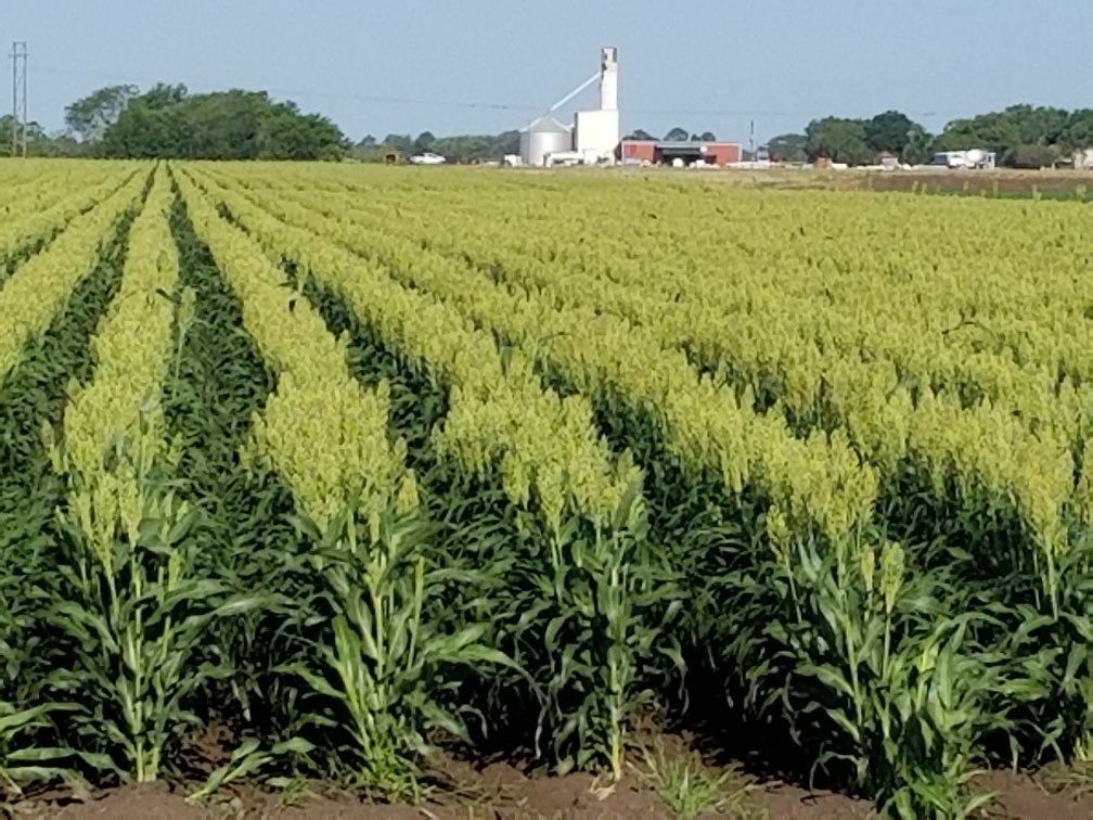 Wharton Co, TX #sorghum crop (blooming) looking great across the board today.  Little to no insect pressure - acres planted and expected yields all above average.   AJ Kresta Farms.  Port basis remains above +110 with China purchasing new crop now.