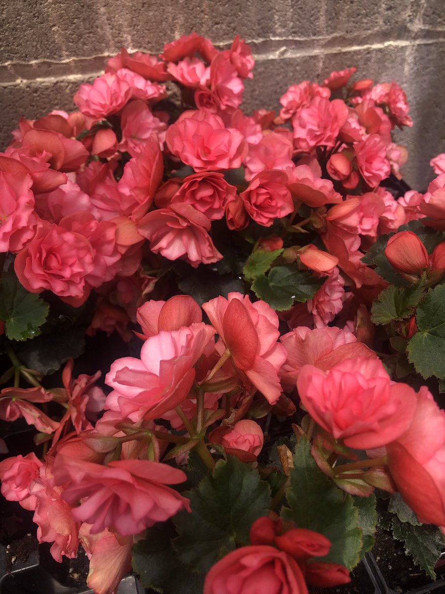 We now have combination pots that you’re sure to love! Along with a variety of tomatoes, peppers, and now cucumbers!