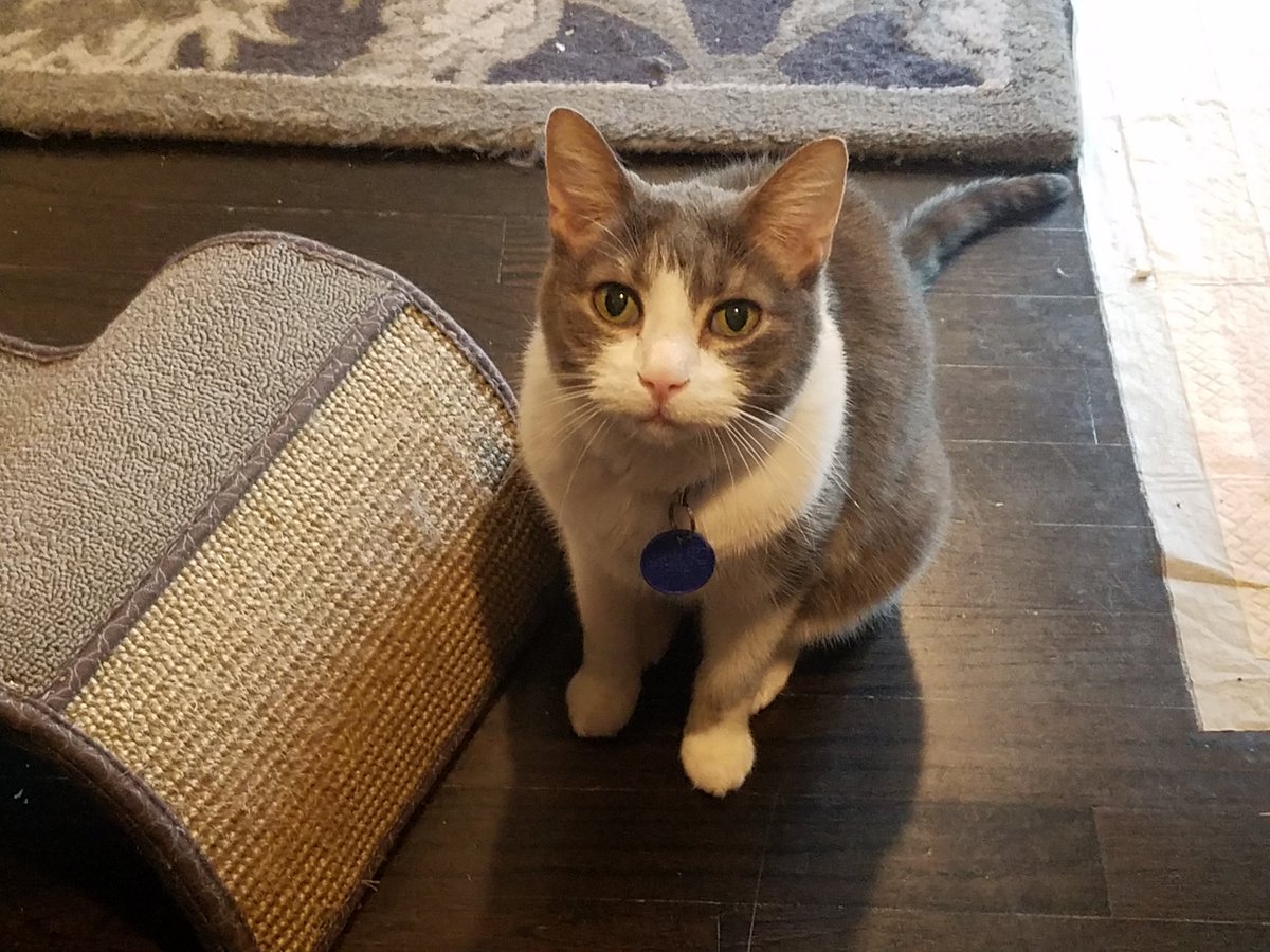 PussycatNaughty's tweet photo. Maybe I can stare the treats from her.  Staff is too busy working and not treating.  #StaffFail

#CatsofTwitter #Cats #CatLife #QuarantineCats https://t.co/m5I2BKMRnF