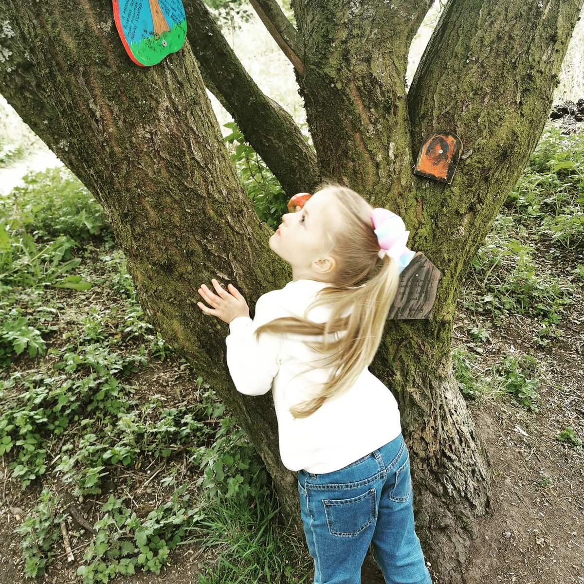 Mel_T_86's tweet photo. Halle's toy tiger came to tea this week and we went exploring, counting all the doors along the fairy trail. 😊 @StTimothysPS https://t.co/RP5g6efkxc