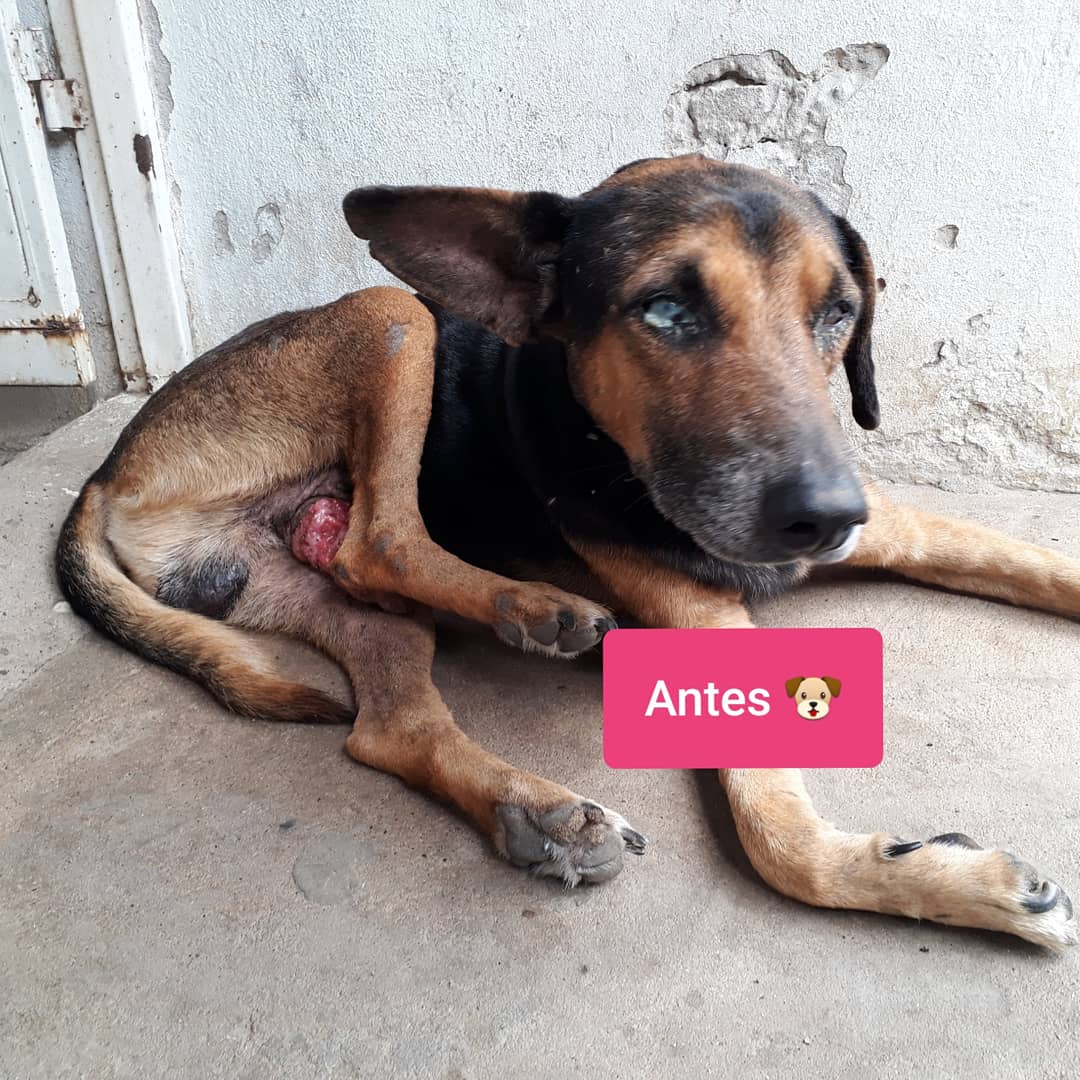 DerlyFlowers's tweet photo. Valor boleto: $ 5.000 🇨🇴
Gánate una caricatura y de paso nos apoyas en nuestra labor de Lógico &amp; Zoo Fundación @Logicoyzoo 🤗🐶🐕🐩🐾 https://t.co/El7v7Y9kS9