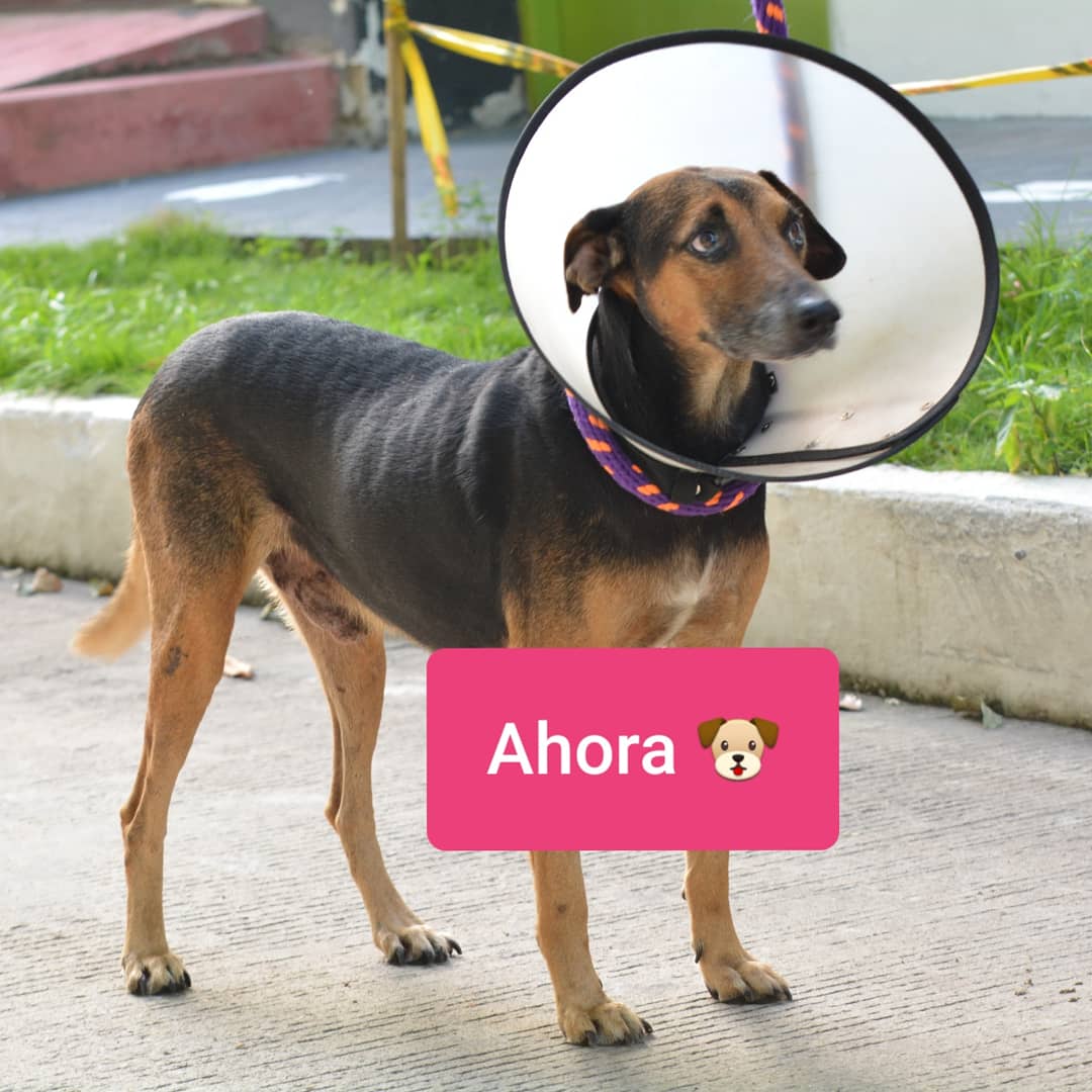 DerlyFlowers's tweet photo. Valor boleto: $ 5.000 🇨🇴
Gánate una caricatura y de paso nos apoyas en nuestra labor de Lógico &amp; Zoo Fundación @Logicoyzoo 🤗🐶🐕🐩🐾 https://t.co/El7v7Y9kS9