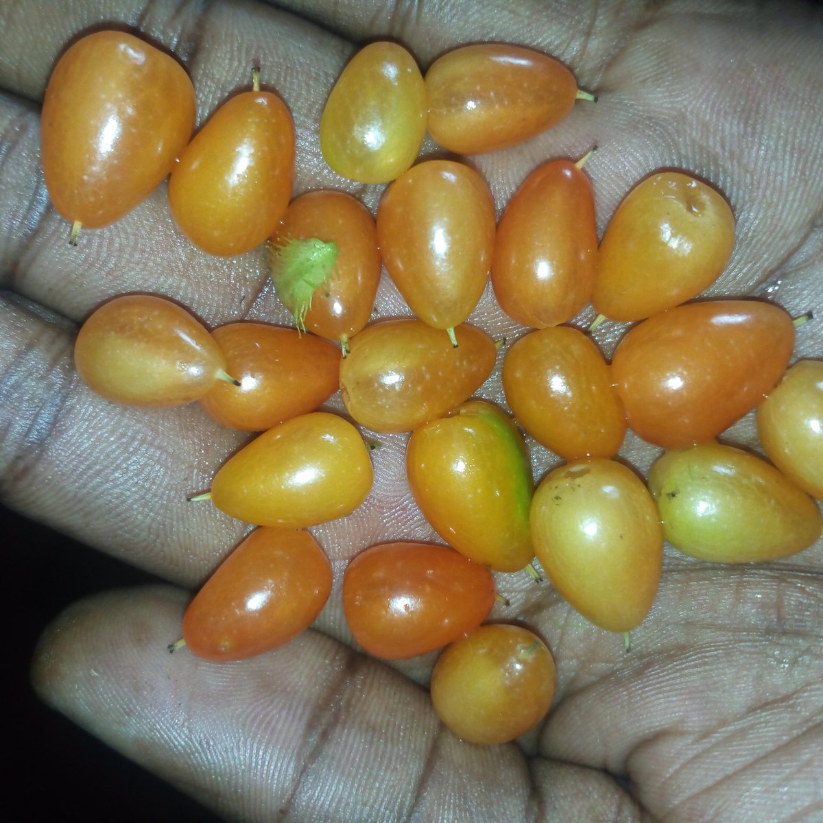 obi_photography's tweet photo. Wild fruits ripening in the wild
#wild
#Fruits
#COVIDー19
#StaySafe
#3moremonths https://t.co/OCyAwLZiiM