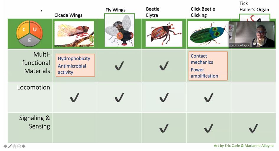 Refuse2Reinvent's tweet image. Grand finale guest speaker for my students was @Cotesia1, director of the Alleyne BioInspiration Col-LAB-oration. She shared stories of bugs, not losing sleep over murder hornets, &amp;amp; bringing science, engineering, and art together through nature . #womeninscience #quaranteaching