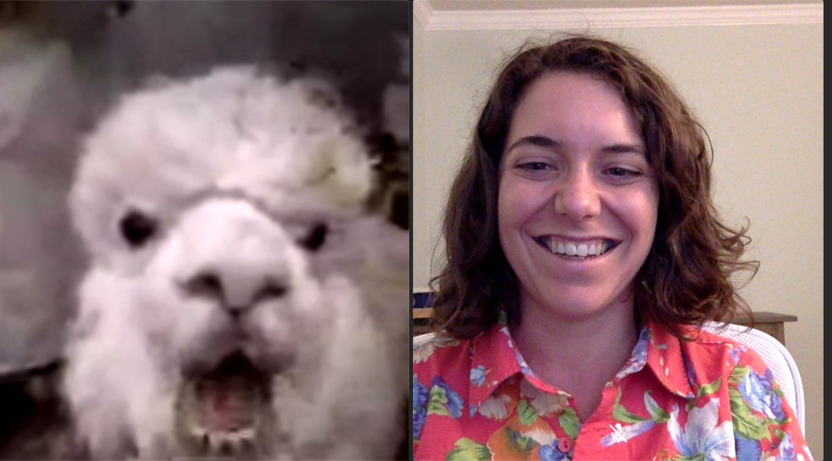 lilscientista's tweet image. My best friend the #commallama #csvconf 💜🦙