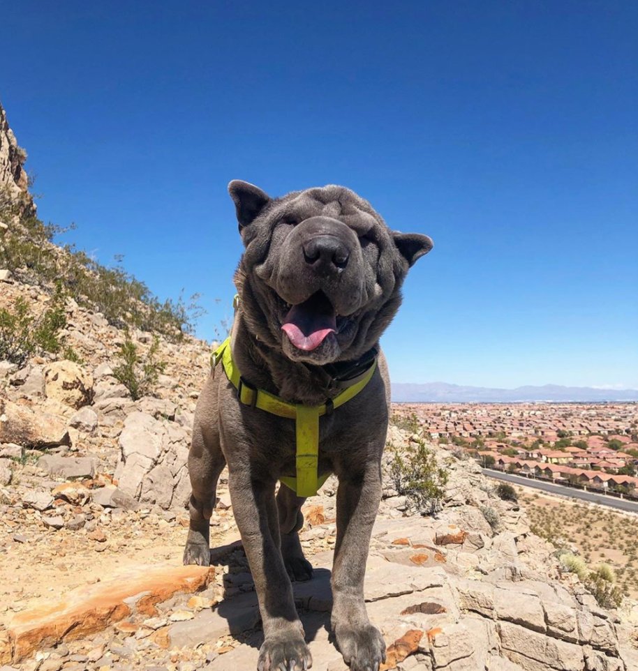 MountainsEdgeLV's tweet photo. If this isn’t enough to make you smile… (diamond.and.ghost – Instagram) #MountainsEdgeLV https://t.co/IbLVl2VZaU