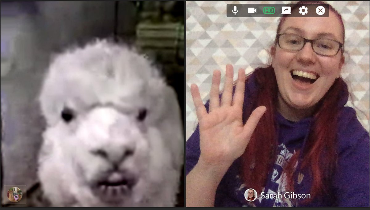 drsarahlgibson's tweet image. LIFE HIGHLIGHT #commallama