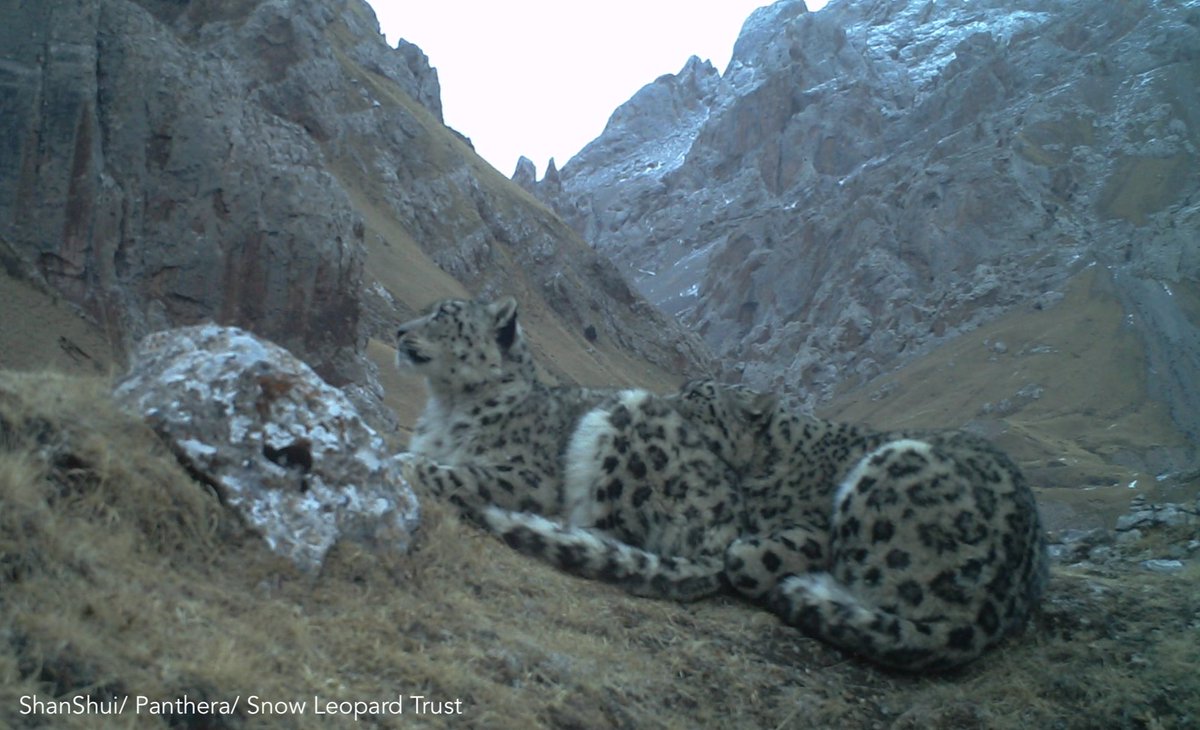 snowleopards's tweet photo. During a recent #SnowLeopardNetwork webinar, Dr. Lu Zhi engaged with over 80 conservationists from around the world, discussing efforts to protect #snowleopards in #China. She noted that collaboration across all stakeholders is essential- we must link up to scale efforts up. https://t.co/CEqfVZzeU6