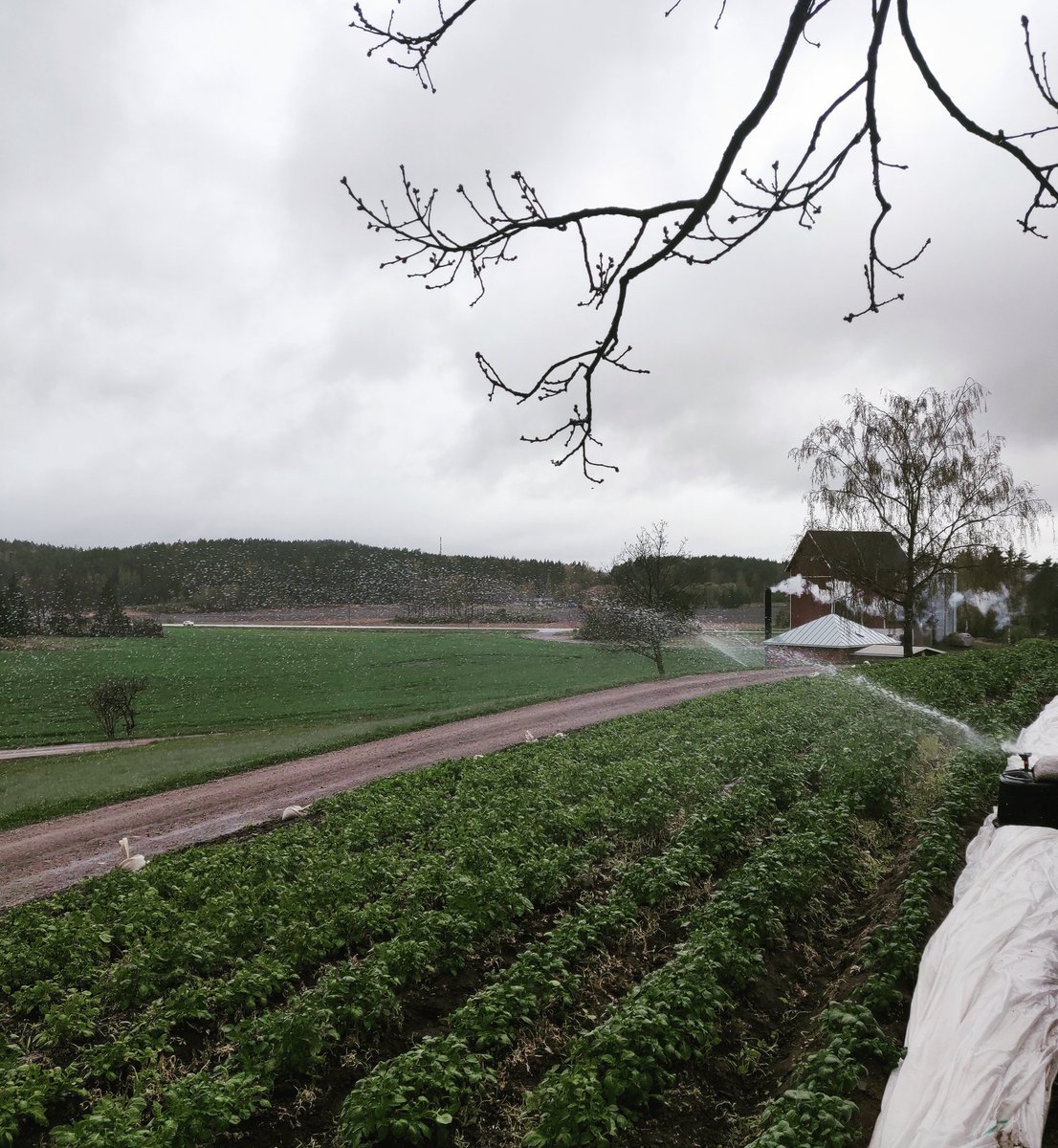 Kuka pöhelö kastelee sateella? Tiesittekö, että kasvit ottaa kaiken annetun veden paljon tehokkaammin käyttöönsä sateella. Sillä sadesäällä annettu vesi ei haihdu ilmaan. 🌱🤠👆 #maanviljely #satokausi #foodstagram #farmingtips #ruokaaomastamaasta #puutarha #varhaisperuna @