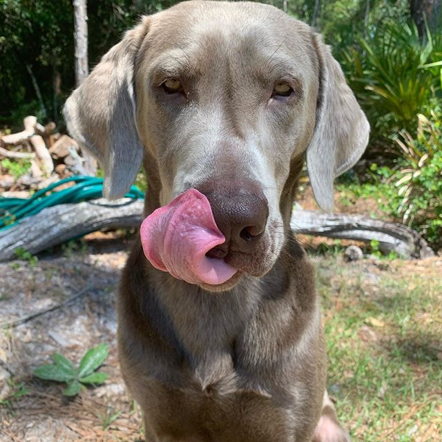theOGintrovert's tweet image. Diggin for gold 👃 👅 .
.
.
.
.
#labradorsofinstagram #luckypup #dogsofinstagram #may #thisishowiroll #silverlabrador #wednesday #lunch #floridadogs #sarasota #florida #northportfl #puppies #instadogs #dogs #digginforgold #silverlabsquad #boop #boopmynose #labrador
