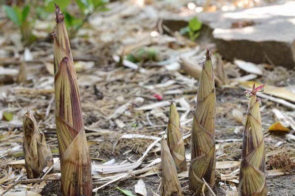 They used Bamboo sprouts