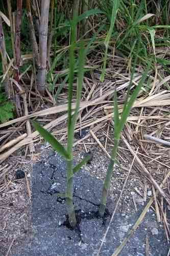 First of all these bad boys can grow up to a metre in 24hours. (Some species)And they've been known to even break asphalt and grow out. They are that strong.