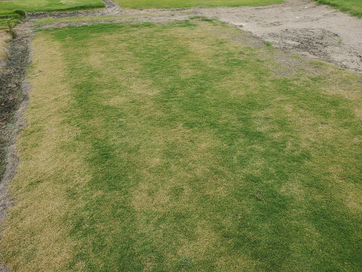hairyligule21's tweet photo. Seeing some interesting symptoms on our Mini Verde golf green. Showing symptoms of root rot along with some other potential fungi and maybe even some nematode activity. Spring is a super fun time of year in the turfgrass world! #aggieturf #turfgrass #gotroots @TurfBlade https://t.co/CRScwIiFik