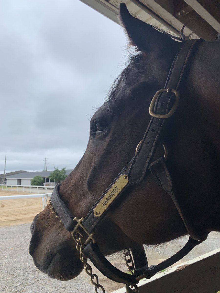michdollracing's tweet photo. We made it, officially to Trackside in KY! Thank you @ChurchillDowns, @KESMARC_Equine, @BlackwoodStables. So excited to be back! #hardboot, #calbred, #horseracing https://t.co/YcAA4ho35Y