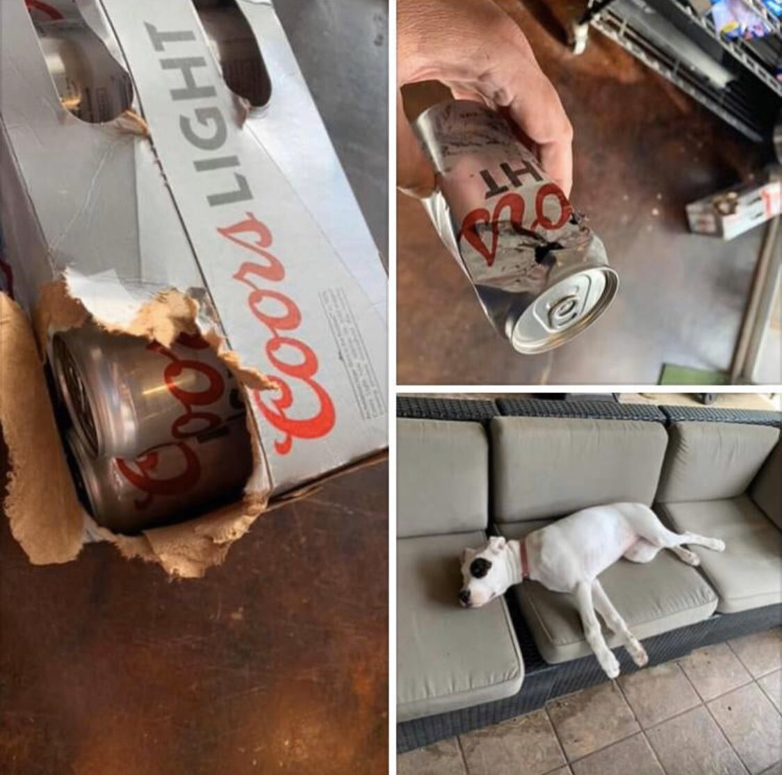 LAWaldooo's tweet photo. “Is Taco Bell open?” 🐶
#LAWaldo #WhyYouDoDis #PuppyLife https://t.co/IIsI6hzRdx