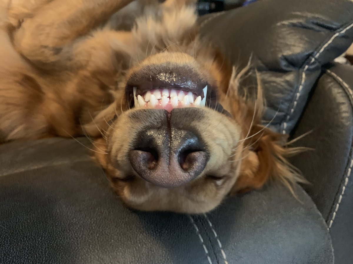 Dog of the Day= Fisher💖