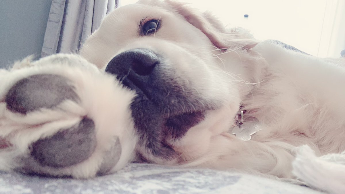 Mollygoldenret1's tweet photo. Today has been a really long day! Time to take a nap 😴 🧡 #GoldenRetrievers #naptime #paw #bigpaw #sleepygolden #StayAtHome #followmyinstagramlink #happygolden #lovetoall #HappyWednesdayeveryone https://t.co/yfHXSd7z51