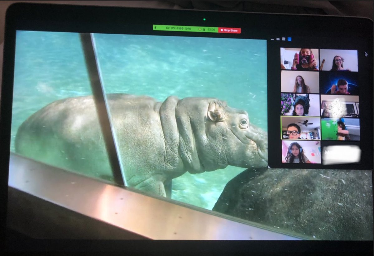StellaMarisAcad's tweet photo. Mrs. Nauss's second grade class had a (virtual) field trip to the San Diego Zoo! The students had fun watching the live cams and learning more about baby tigers, koalas, hippos, monkeys and other animals. #Remotelearning #fieldtrip #SanDiegoZoo #AnotherGreatDayAtSMA 🐨🦁🦛 https://t.co/5wg2dQFYo7