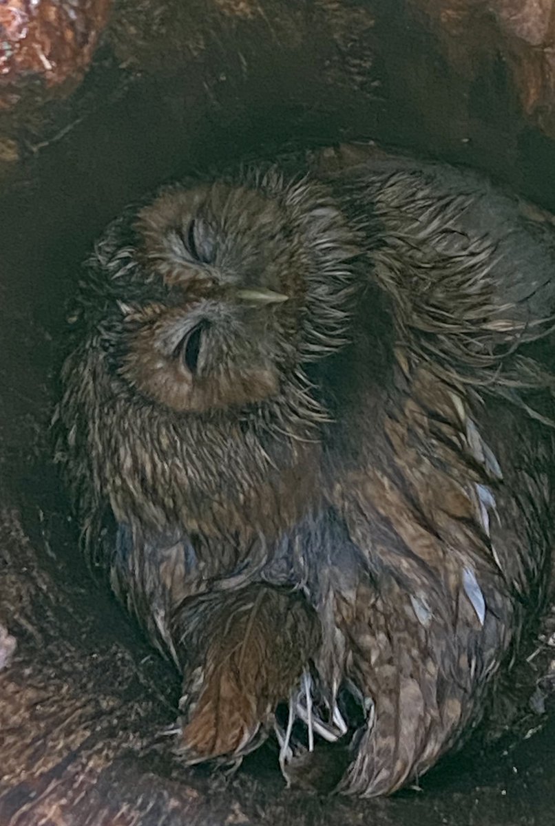 treesurvive's tweet photo. @WildlifeTrusts I found this little fella whilst carrying out a climbing tree inspection https://t.co/368fhXuswI