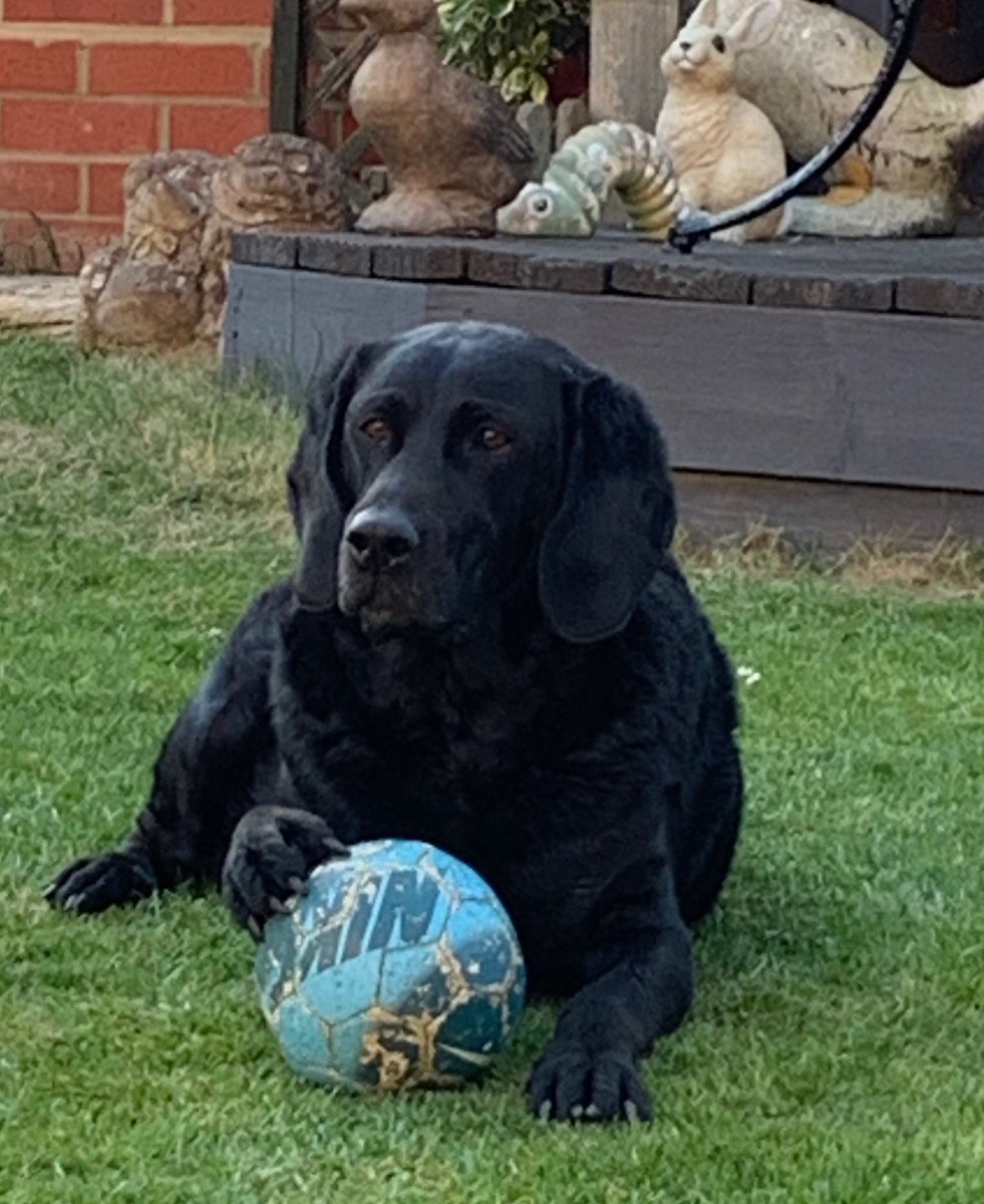 BonnieBlackLab's tweet photo. Nope. My ball https://t.co/phZdZTxWuo