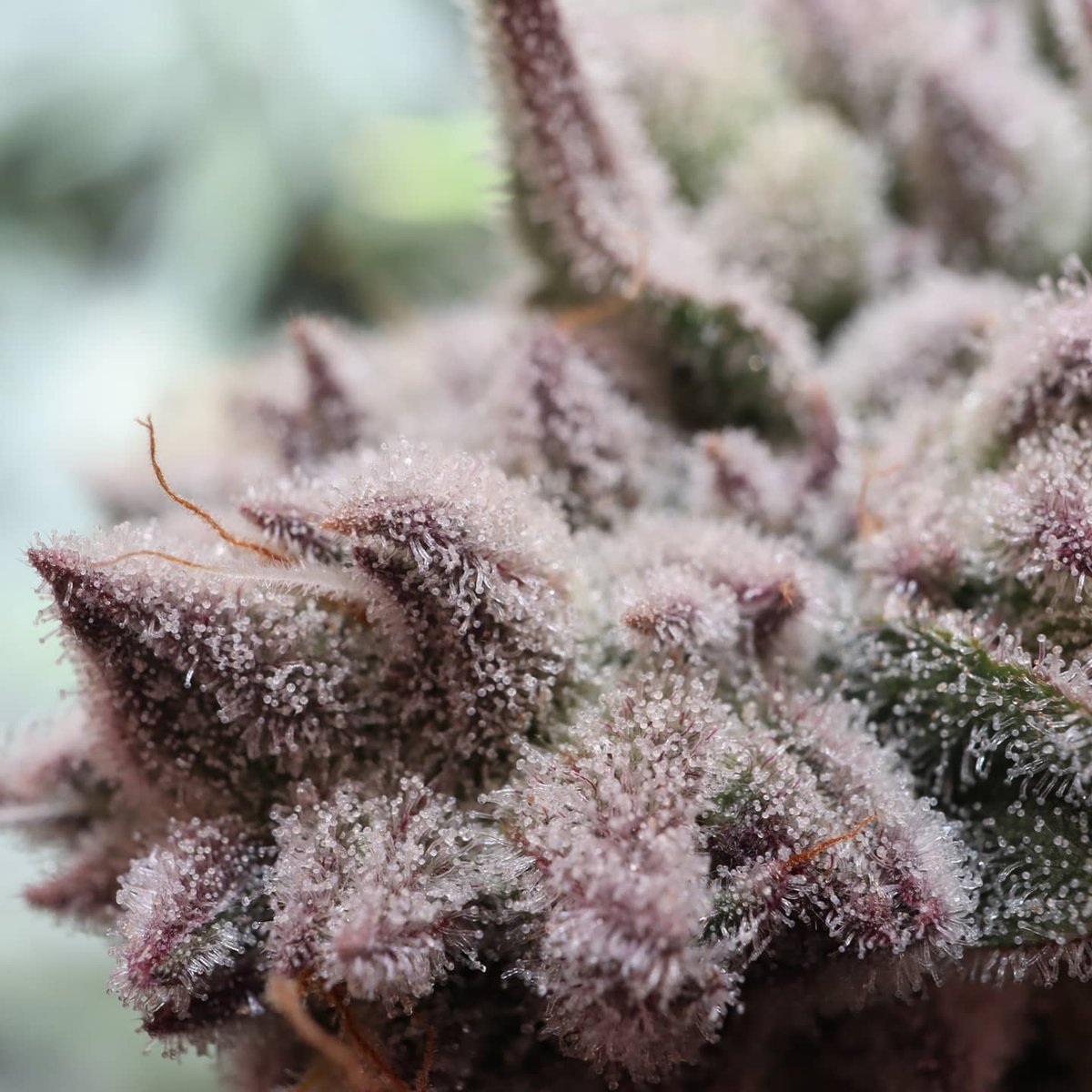 MotherLabs's tweet image. Macros of the Black Cherry Punch... 🤤😳