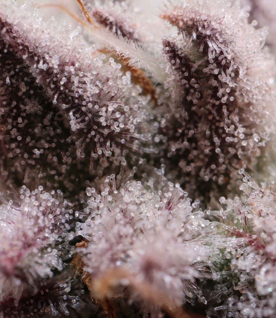 MotherLabs's tweet image. Macros of the Black Cherry Punch... 🤤😳