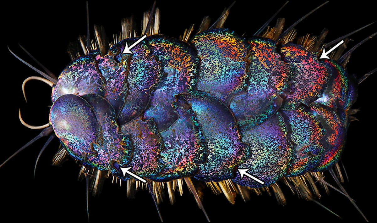 Listen: the world is kinda rough right now. But scientists just discovered a GLITTER-COVERED WORM at the bottom of the ocean and we need to talk about it! Time for a wonder break! [mini thread]