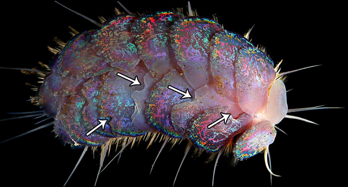 They munch around "food falls" (aka SUNKEN BODIES) and scientists literally gave them the name "hungry" to reflect their ravenous appetite. But these aren't just passive scavenger, they FIGHT! Check out these epic battle worm bite marks: Study:  https://bit.ly/3dIP6sC 