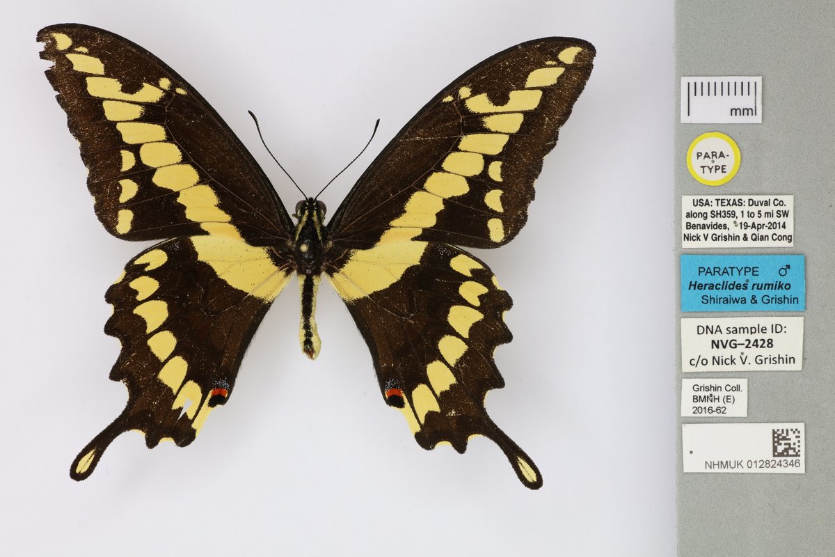 Take for example  @NHM_London. The  @NHM_Digitise team work hard to digitise their specimens and this amazing museum then allows the reuse of their images under a CC BY 4.0 license. (Image by  @NHM_London  https://www.nhm.ac.uk/services/media-store/asset/807d8842029312528570465e7d2e768add999c06/contents/preview?_ga=2.71850001.30749803.1589397661-540120265.1588671789 CC BY 4.0  http://creativecommons.org/licenses/by/4.0/)  #OpenGLAM
