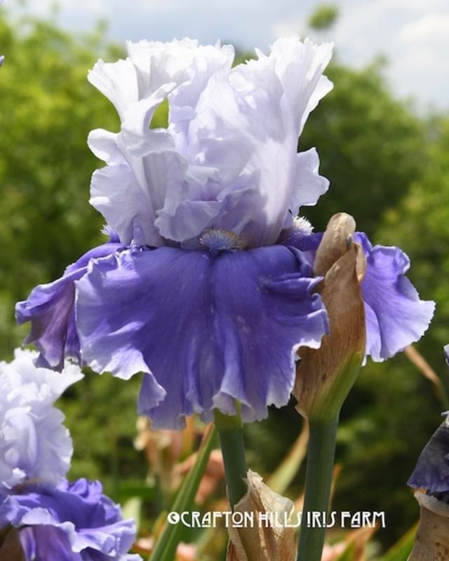 CraftonIrises's tweet photo. Major Issue (Keppel, 2018) blooming today at Crafton Hills Iris Farm! ~Enjoy!: https://t.co/BcSqko4sHp https://t.co/rDxT331Mxq