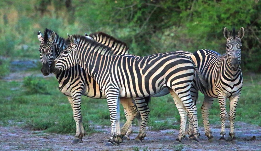 ToursTumaba's tweet photo. When the zebra moves around ,the stripes blur into a grey mass which will confuse the predator,as they need a clear outline of an animal to lock  onto it. Here you can see how the outline of a zebra is broken.P.c Deon Meyer

#Traveltomorrow #Botswana #safari https://t.co/oyFnonAg2n