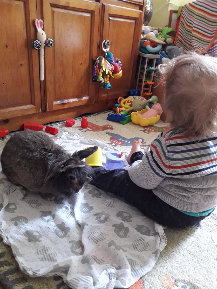 DonkeyTheRabbit's tweet photo. Crumbs are the only good thing to come out of this child https://t.co/fwynmuNeKP