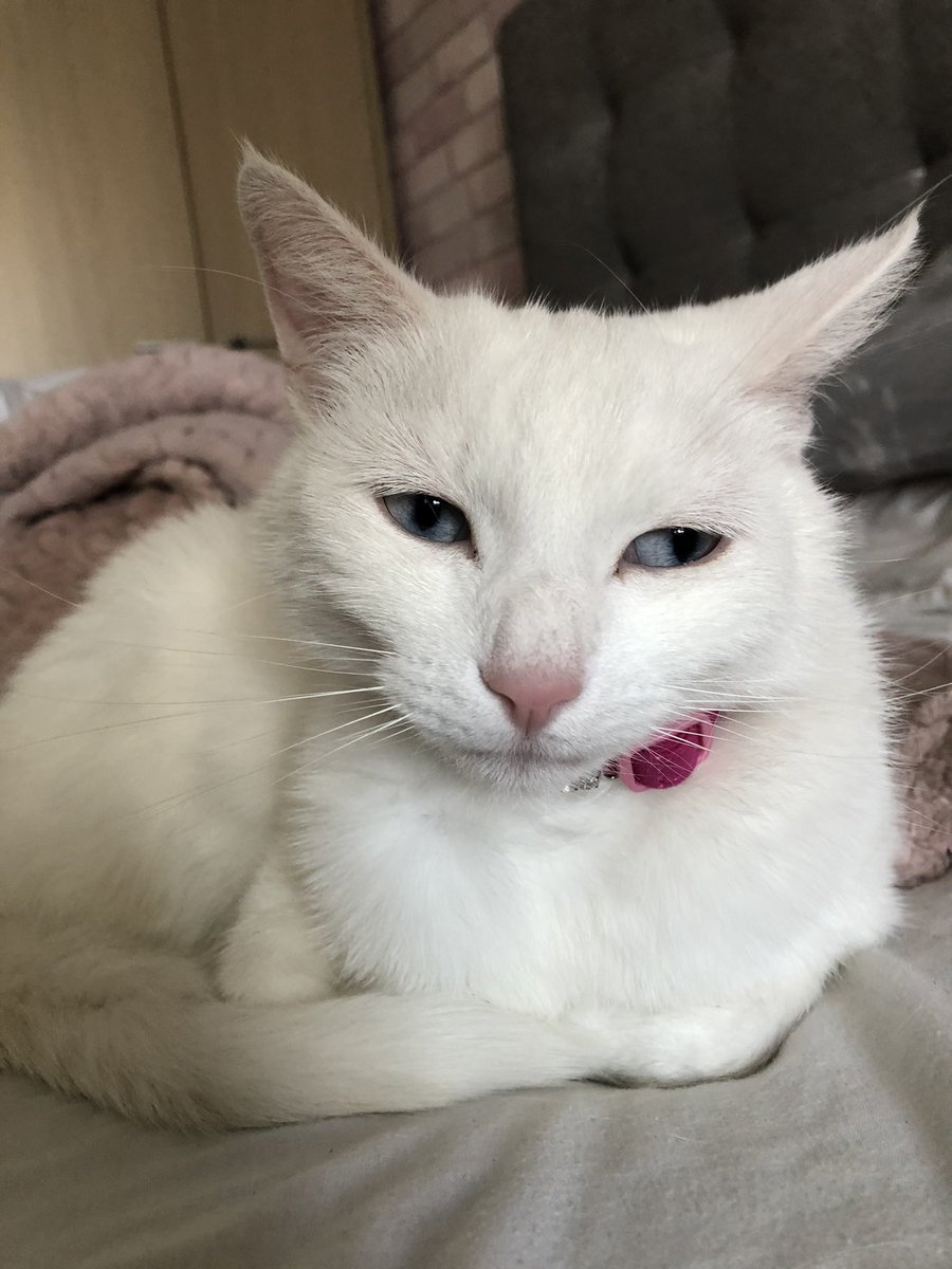 StinkyCates's tweet photo. new colar  Who dis https://t.co/LRU6ubE9sD