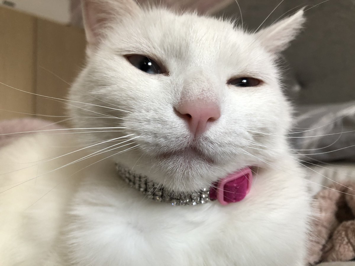 StinkyCates's tweet photo. new colar  Who dis https://t.co/LRU6ubE9sD
