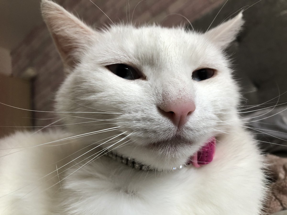 StinkyCates's tweet photo. new colar  Who dis https://t.co/LRU6ubE9sD