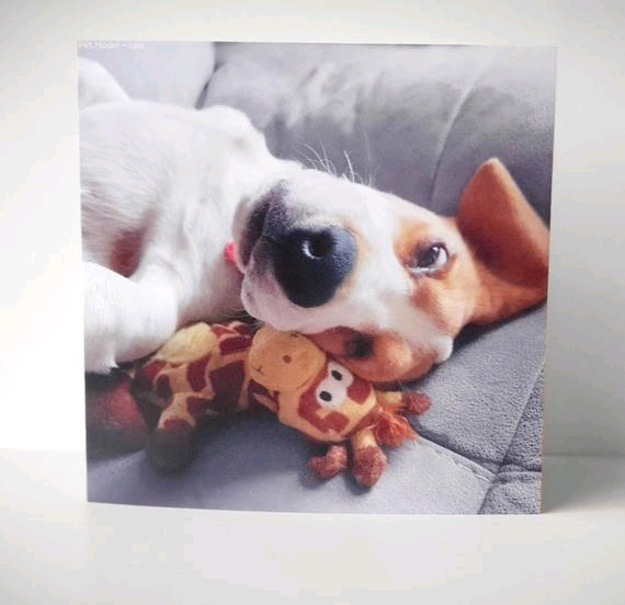 petmodelsuk's tweet photo. Premium Plain Greetings Card, Tricolour Beagle Puppy. Giftwrapped with Envelope Seal, 15x15cm Card by Pet Models UK - Model: Leo 🐾 @lan2585 
 https://t.co/vumwe0wmG5

#petmodelsuk #Beagles #greetingcards #PuppiesOfTwitter #dogsoftwitter #DogsofTwittter #dogsduringlockdown https://t.co/qsqKpDXaZL