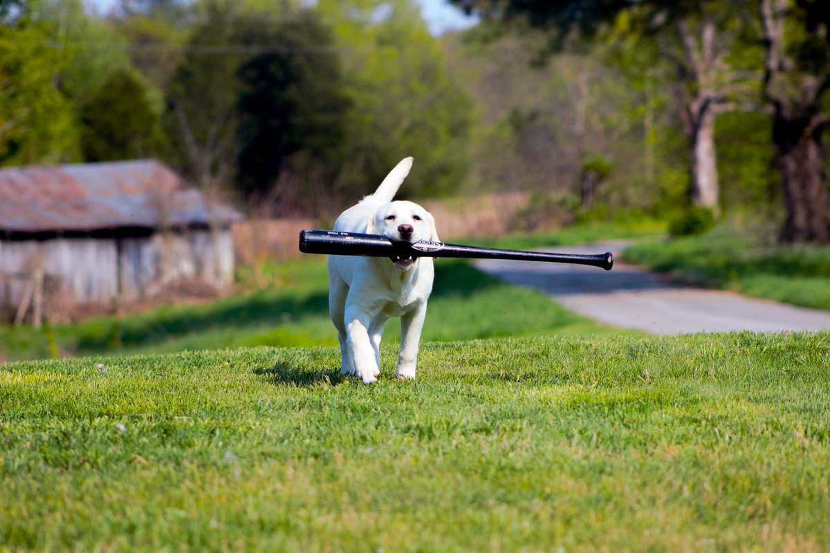 VisitBGKy's tweet photo. Have you met @HotRodsTurbo? 🐕 

He's the @BGHotRods new bat dog and such a good boy! ⚾ Follow him to keep up with all of his training. 

📸: @BGHotRods https://t.co/pER73YlqlQ
