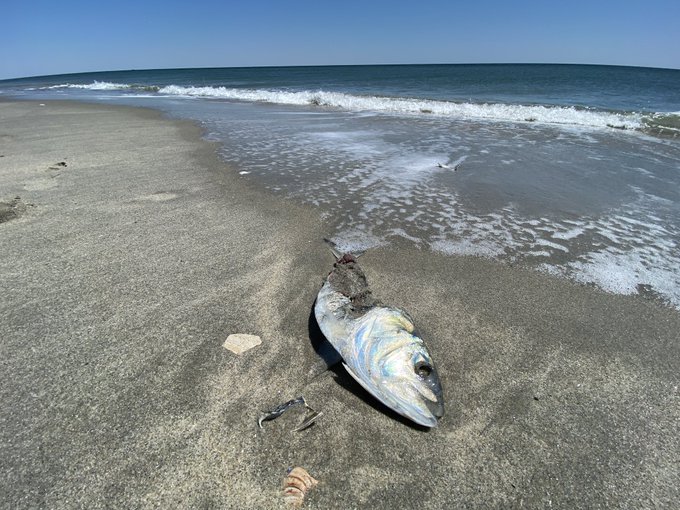 A couple pictures I took on the beach yesterday... https://t.co/SuZVqSAAkk<a href="/tag/mvsales"class="tags"><span>#mvsales</span></a><a href="/tag/mvcrush"class="tags"><span>#mvcrush</span></a>