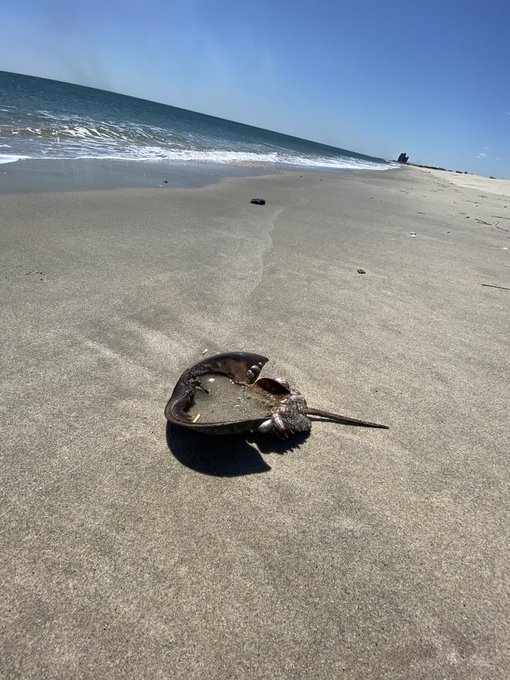 A couple pictures I took on the beach yesterday... https://t.co/SuZVqSAAkk<a href="/tag/mvsales"class="tags"><span>#mvsales</span></a>