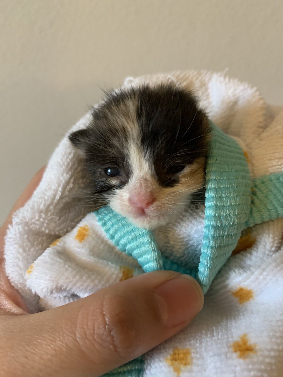 Daily Dose of Macchiato:Her eyes are fully open finally! We've been gently massaging her face with our fingers, warm wash cloths and a toothbrush (to imitate mama cat's sandpaper tongue). She's been eating like a champ, finally latching on the bottle, and has gained 0.6 oz.
