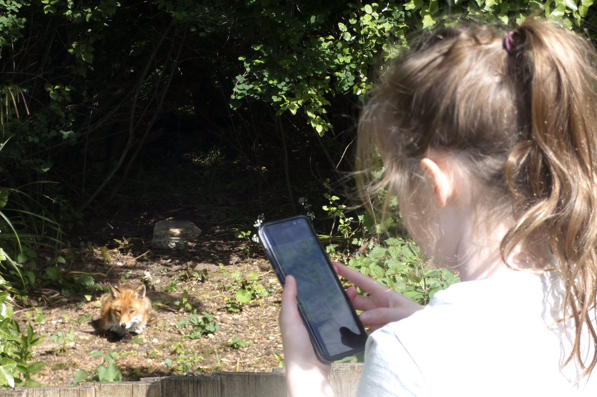 maryewalker24's tweet photo. Well that was a lovely surprise. We haven’t seen Maya & Stella for 12+ weeks. They called for a short garden visit today, as did Mrs 🦊 so they were delighted😊😊😊😊
Now to get our heads around the #newlockdownrules https://t.co/qGwjp4RnKD