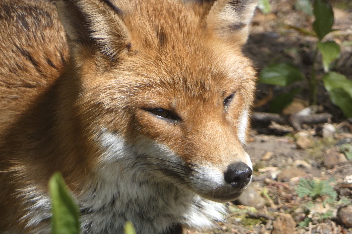 maryewalker24's tweet photo. Well that was a lovely surprise. We haven’t seen Maya & Stella for 12+ weeks. They called for a short garden visit today, as did Mrs 🦊 so they were delighted😊😊😊😊
Now to get our heads around the #newlockdownrules https://t.co/qGwjp4RnKD